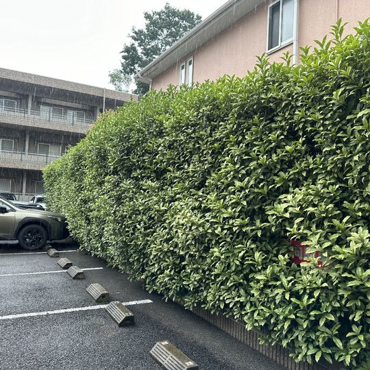 画像1354：【台東区の造園】東京都世田谷区マンション生垣刈込