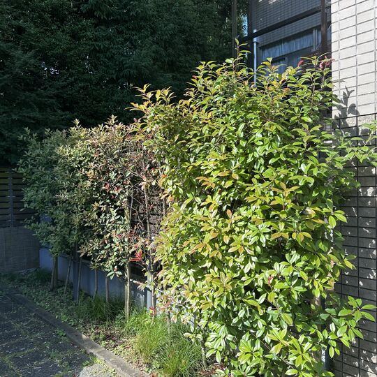 画像1702：【台東区の造園】東京都世田谷区マンション生垣刈込