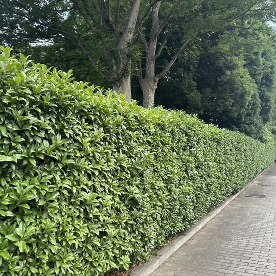 画像2075：【台東区の造園】東京都世田谷区マンション生垣刈込