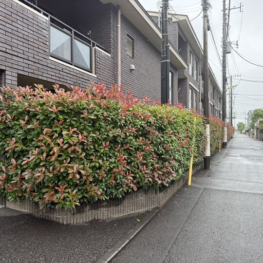 画像7120：【台東区の造園】世田谷区マンション植栽管理
