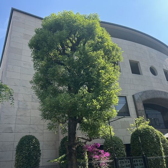 画像7123：【台東区の造園】新宿区商業ビル植栽管理