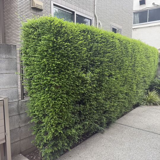 画像7128：【台東区の造園】目黒区マンションのプチリフォーム