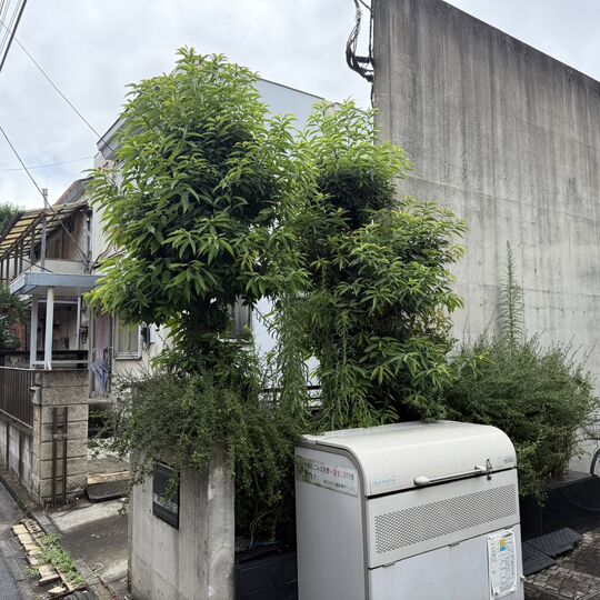 画像7131：【台東区の造園】国立市マンションの植栽管理